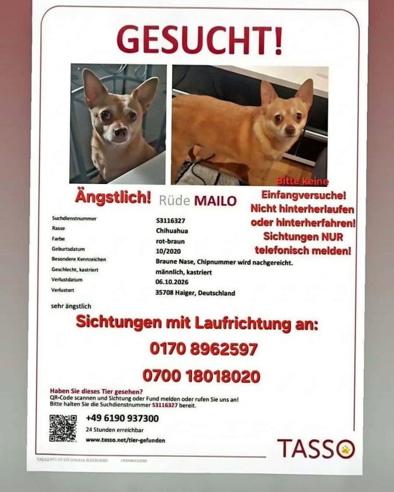 Suchmeldung: Chihuahua-Rüde „Mailo“ in Haiger vermisst